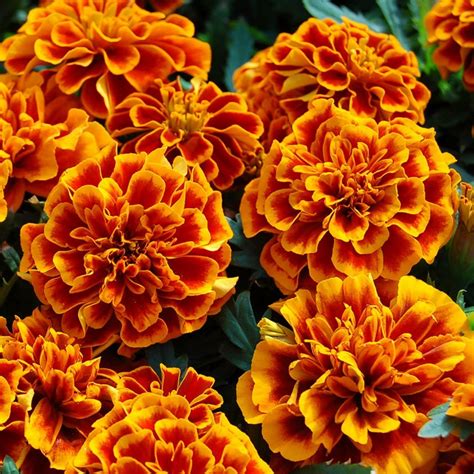 Dwarf Marigold Seeds | Blooming plants, Flowers, Plants