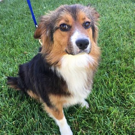 Lynx is an adoptable Shetland Sheepdog Sheltie searching for a forever ...