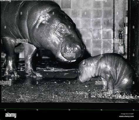 Baby dwarf hippopotamus hi-res stock photography and images - Alamy