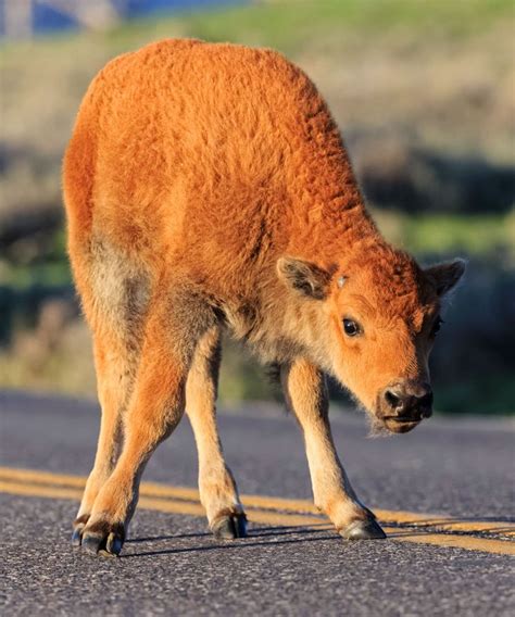 This Bison Calf's Life Has Come To A Tragic End | Tourist, National parks, Yellowstone national park