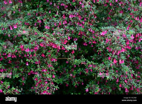 fuchsia microphylla pink red flower flowers flowering fuchsias shrub shrubs hardy RM Floral ...