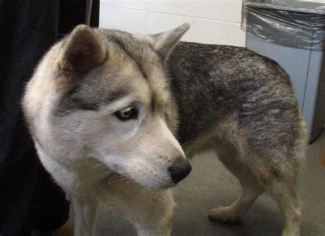 Older Husky Found Wandering in Middletown | Middletown, CT Patch