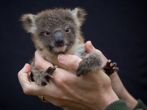 Baby koalas emerge at Australian Reptile Park | Daily Telegraph