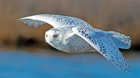 Owl Predator, HD Birds, 4k Wallpapers, Images, Backgrounds, Photos and Pictures