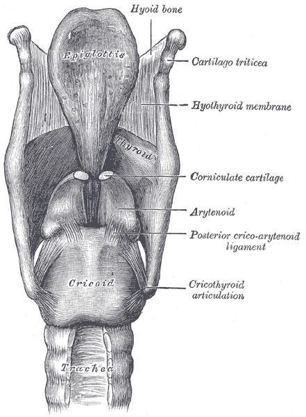 Corniculate cartilages - Alchetron, The Free Social Encyclopedia