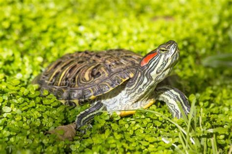 Red-Eared Slider Turtle as a Pet | Pet Comments