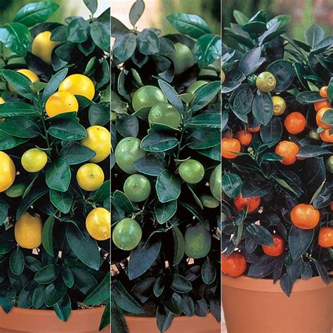 Citrus Tree Collection - Citrus Trees - Stark Bro’s