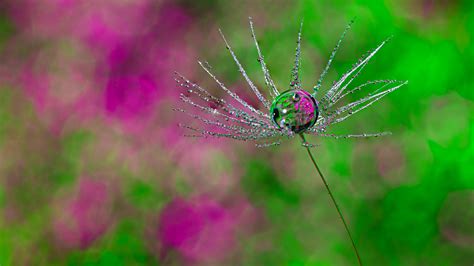 Dandelion clock on Behance