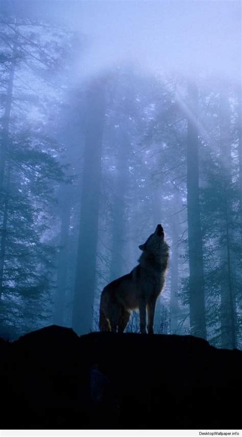 Wolf Wallpapers - Top Free Wolf Backgrounds - WallpaperAccess