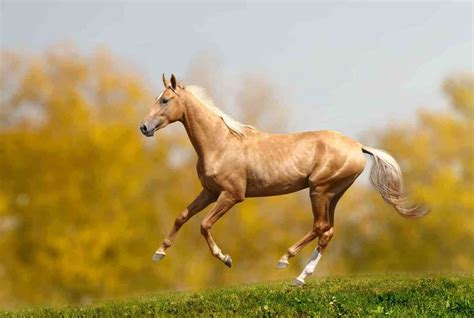 beautiful horse breeds Haflinger Horse, Akhal Teke Horses, Appaloosa ...