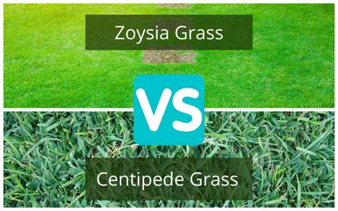 Zoysia Japonica Vs Zoysia Matrella