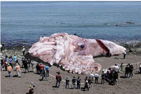 Real Giant Squid Found on Spanish Coast: 9 Meters Long and 180kg in Weight (VIDEO)