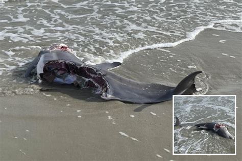 Horror pics show aftermath of shark attack on dolphin nearly ripped in ...