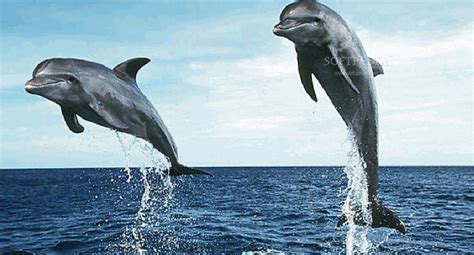 Free Animated Dolphin Screensavers Wallpaper - WallpaperSafari