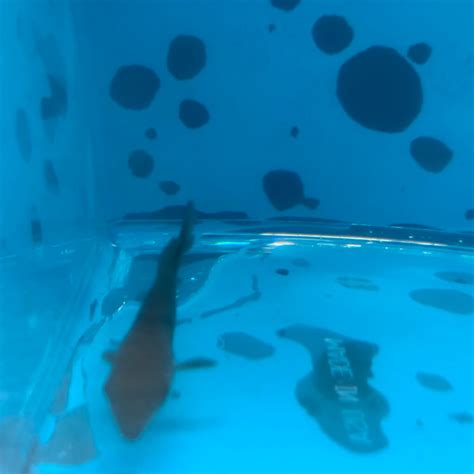 Freshwater dolphin fish for sale - Exotic Fish Shop - 774-400-4598