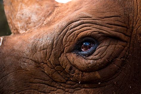 2,800+ Rhinoceros Eye Stock Photos, Pictures & Royalty-Free Images - iStock