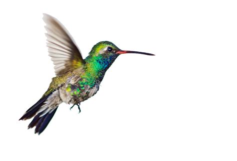 Hummingbird Clipart Pictures – Clipartix