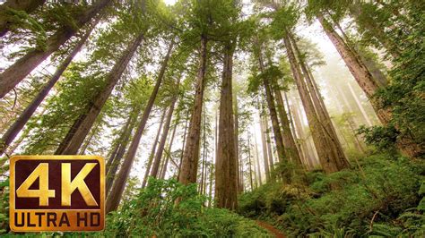 Redwoods Backgrounds And Wallpapers (65+ images)