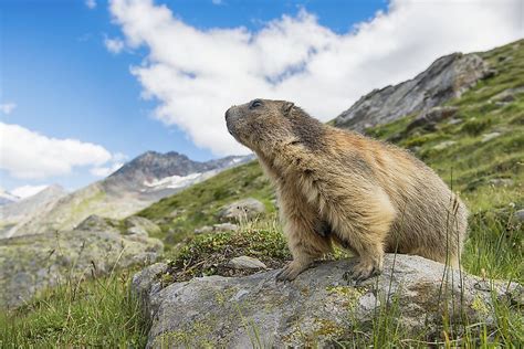 Animals Found in Switzerland - WorldAtlas.com