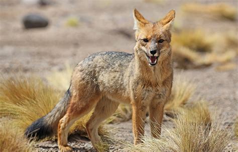 Andean fox (Lycalopex culpaeus) in Siloli desert (bolivia) - Patagonia Hero