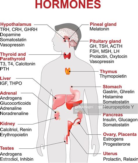 Endocrine gland and hormones. Human endocrine system. anatomy. Human ...