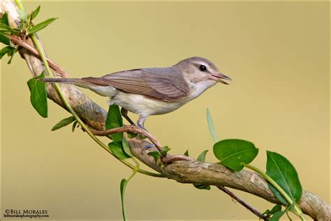 Warbling Vireo | Bill Morales Photography