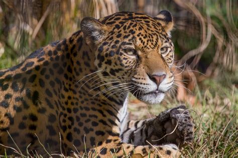 Jaguar eyes wallpaper | animals | Wallpaper Better