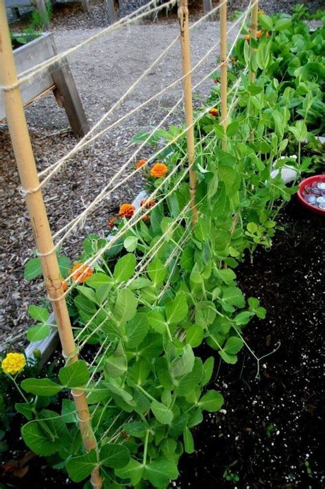 Advantages of Growing Podded Peas in Raised Bed - DIY Morning in 2020 | Vegetable garden trellis ...