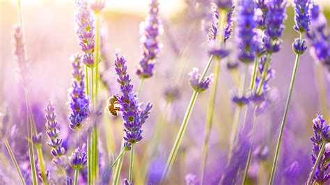 3440x1440 Lavender Flowers UltraWide Quad HD 1440P ,HD 4k Wallpapers ...