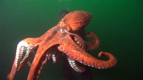 Understanding the Giant Pacific Octopus - Top Picks - NOAA Fisheries ...