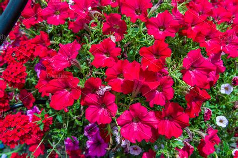 Red petunias ~ Nature Photos ~ Creative Market