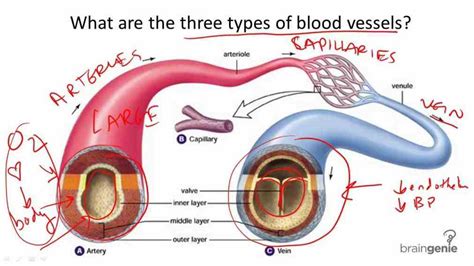 Types Of Blood Vessels Are There In The Human Body - Design Talk