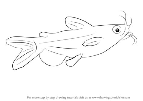 Learn How to Draw a Catfish (Fishes) Step by Step : Drawing Tutorials