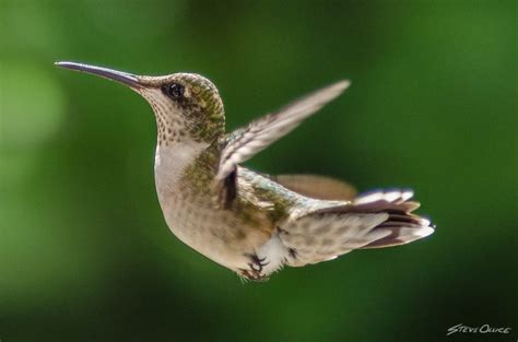 Female Ruby-throated Hummingbird | Steve Ollice