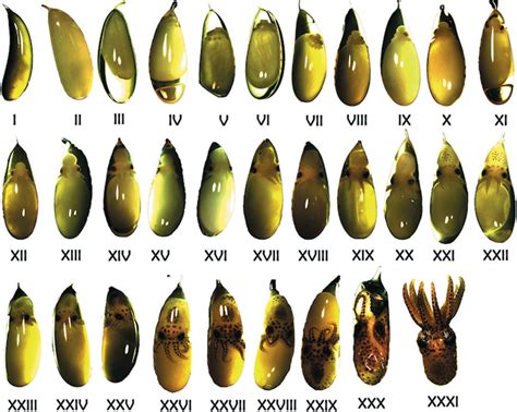 Embryonic Development and Fecundity of the Pacific Pygmy Octopus, Paroctopus digueti