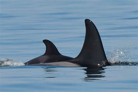 New orca calf born to J Pod | Vashon-Maury Island Beachcomber