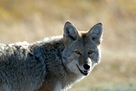 Coyote, muzzle, predator, animal, HD wallpaper | Peakpx