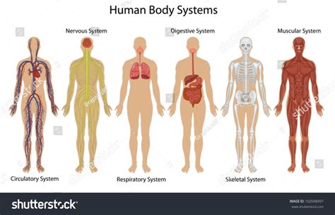 Illustration Human Body Systems Stock Vector (Royalty Free) 102048997 ...