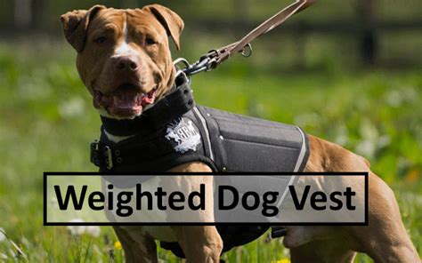[Updated] 7 Best Weighted Dog Vest 2019 with Reviews & Buyer's Guide | Dog vest, Dogs, Dog exercise