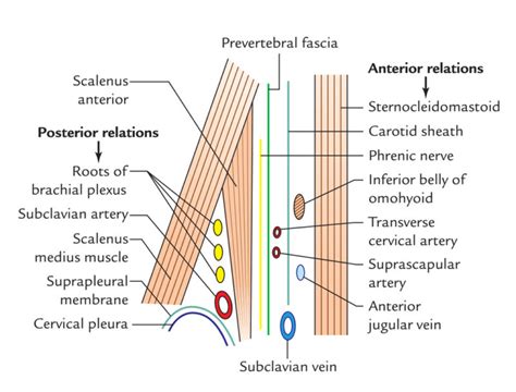 Anterior Scalene Muscle (Scalenus Anterior) – Earth's Lab