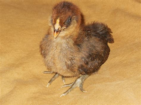 Easter Egger Chick 2 Weeks Old - Summers Acres