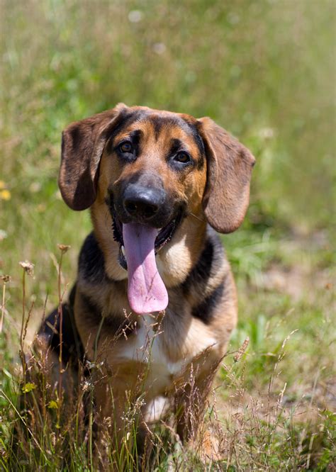 Shelter Dogs of Portland: "WILBUR" Basset Hound/german shepherd mix