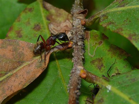 Red Carpenter Ants | On the previously posted chestnut tree,… | Flickr