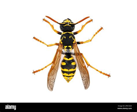 Top view of a European wasp, Vespinae isolated on white background ...