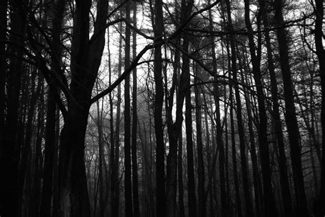 deep dark forest | the forest | craig Cloutier | Flickr