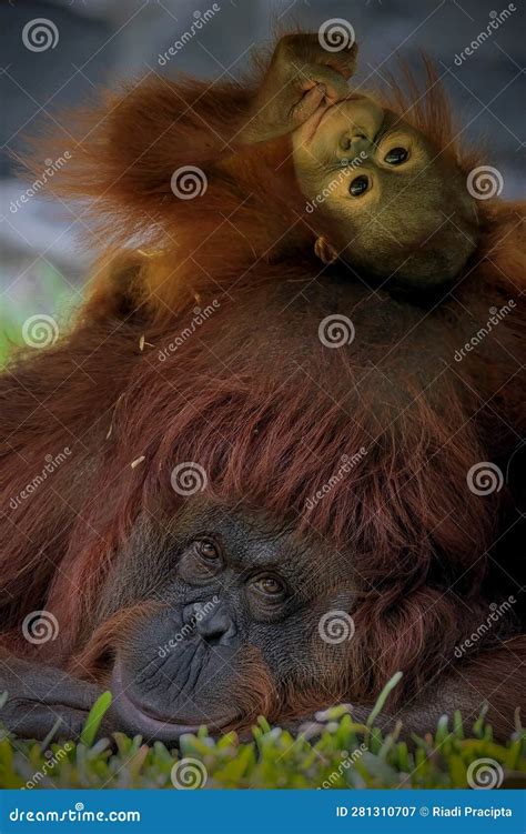 Baby bornean orangutan stock image. Image of mother - 281310707