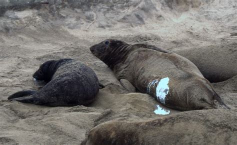 Elephant seal “supermoms” give birth to majority of population ...