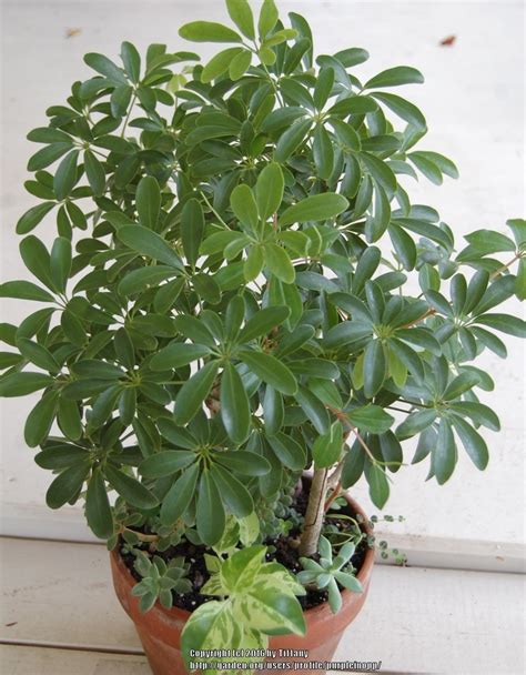 Umbrella/octopus plants that are happy (Schefflera) in the Houseplants forum - Garden.org