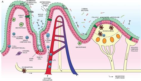 Recent advances in inflammatory bowel disease: mucosal immune cells in intestinal inflammation | Gut