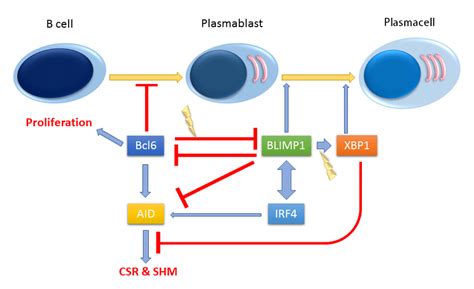 Signaling pathways towards plasmacell differentiation. At the early ...